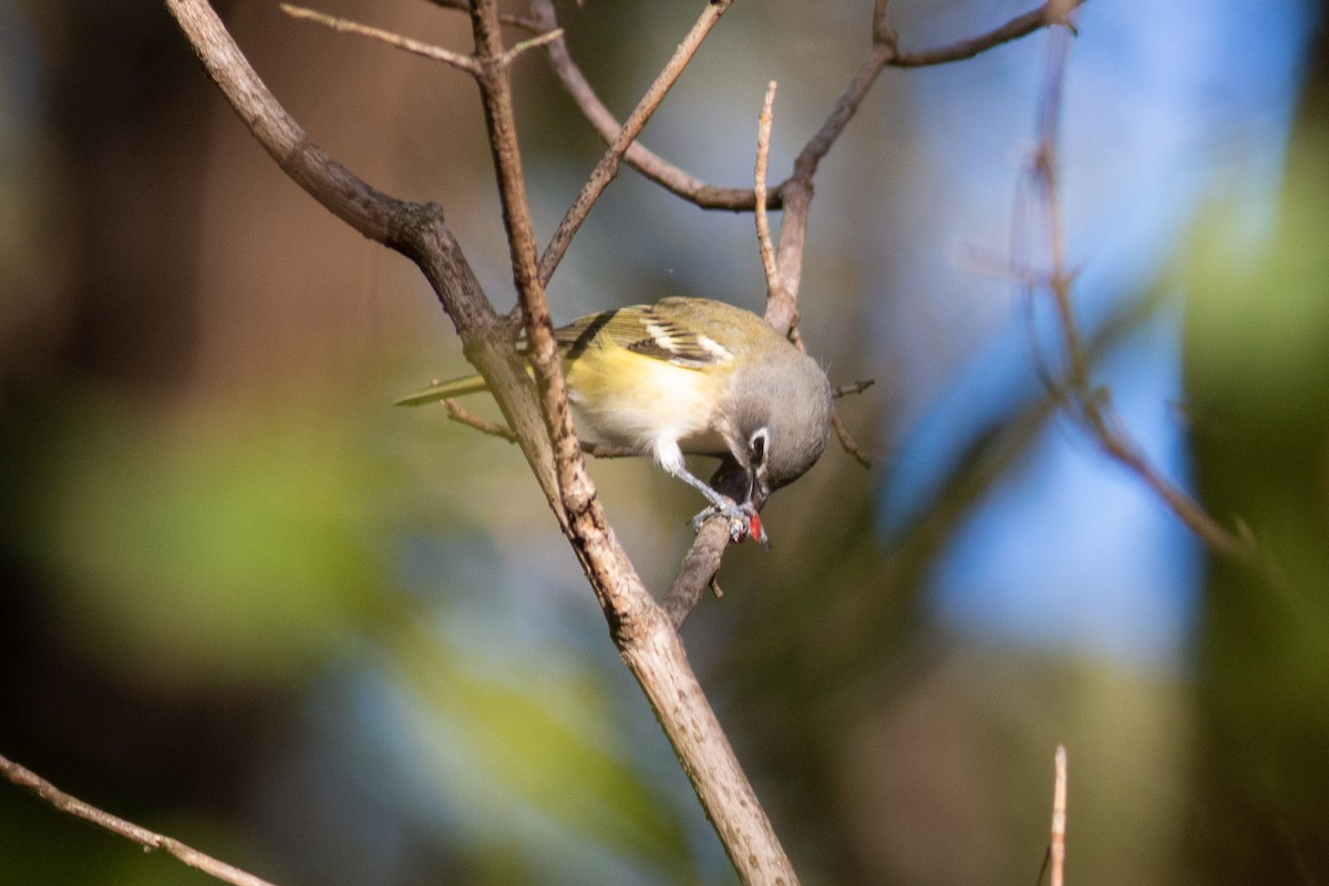 Blue-headed Vireo - ML271873101