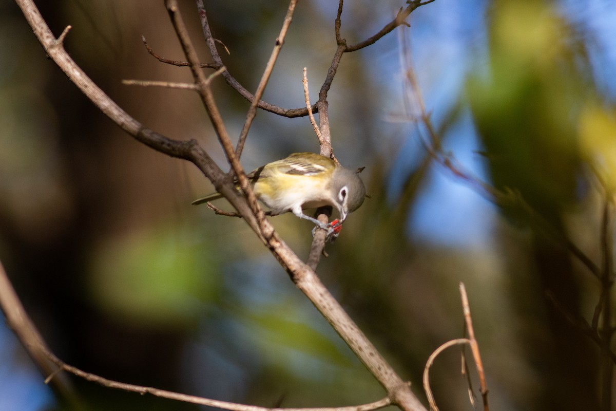 Blue-headed Vireo - ML271873281