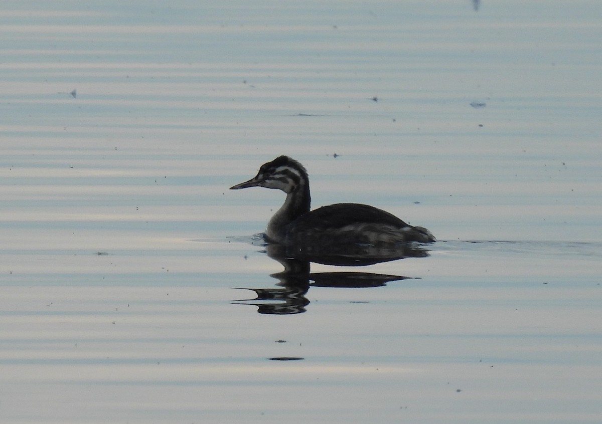 Great Crested Grebe - ML271874451