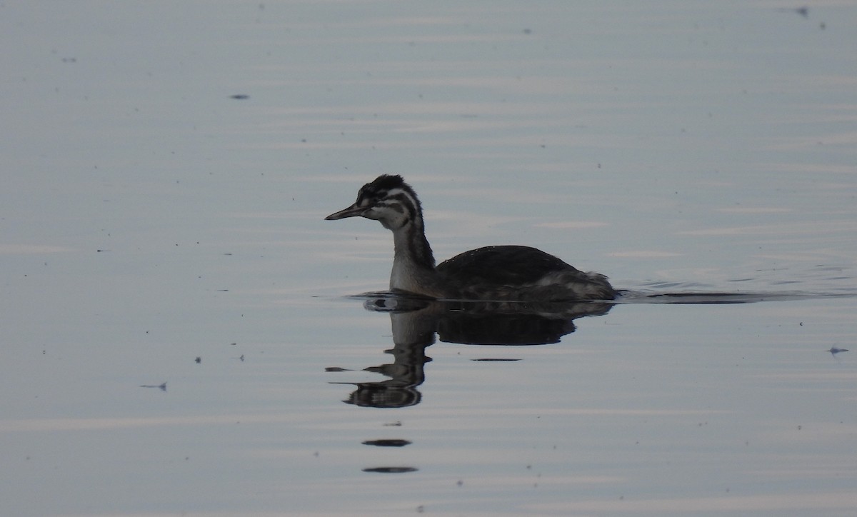 Great Crested Grebe - ML271874471