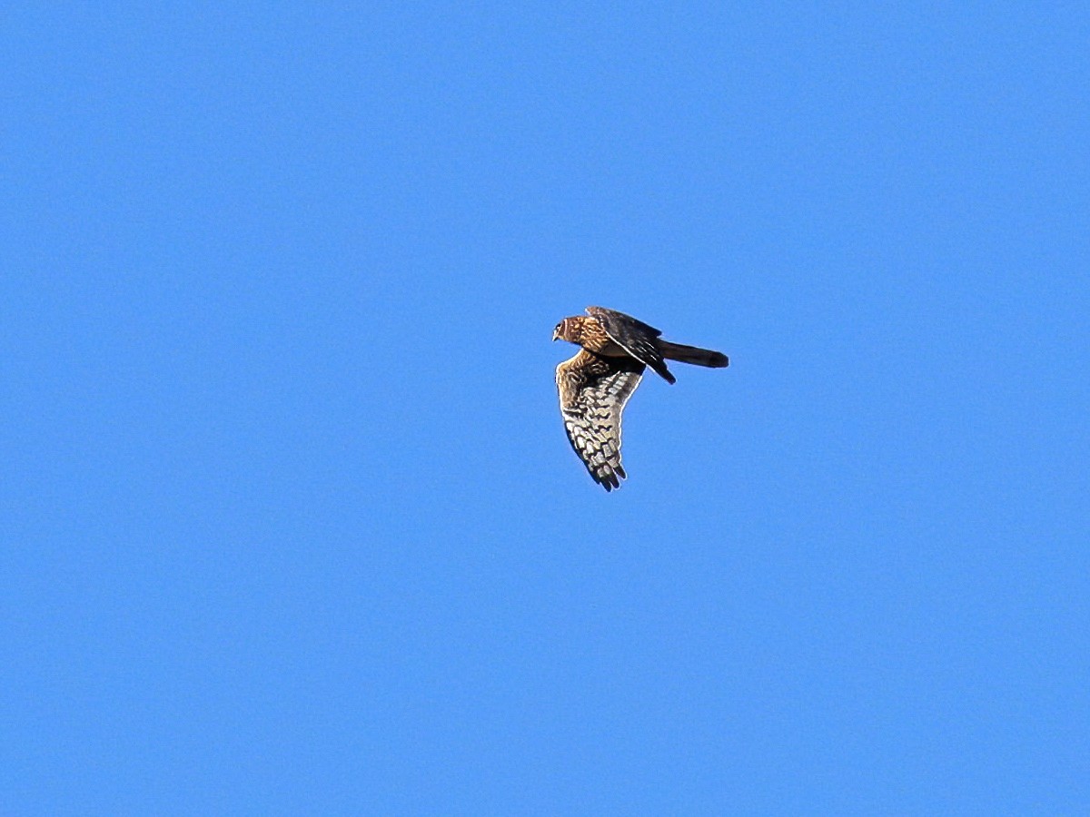 Northern Harrier - ML271874501