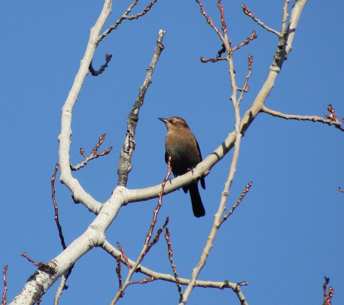 Rusty Blackbird - Laurel Barnhill