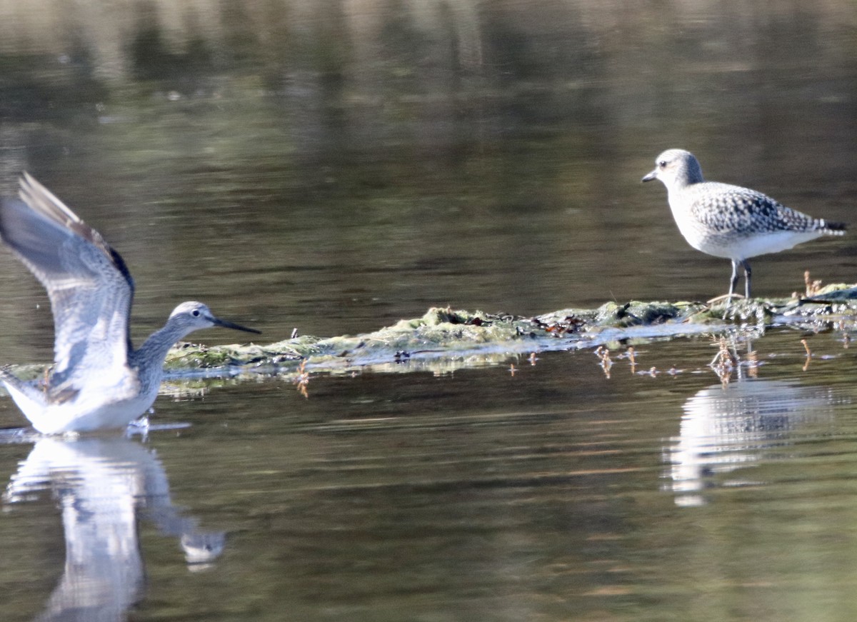 Black-bellied Plover - ML271876871