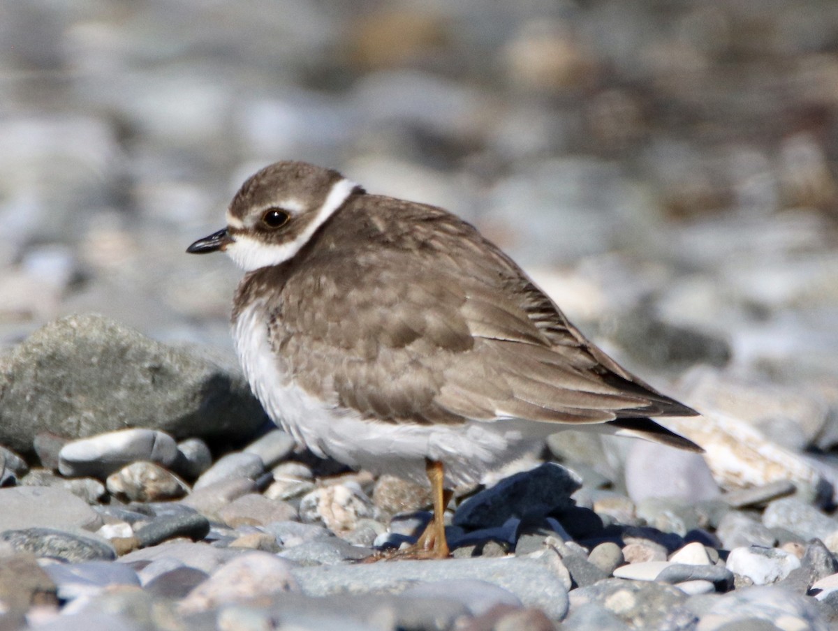 Semipalmated Plover - ML271877521