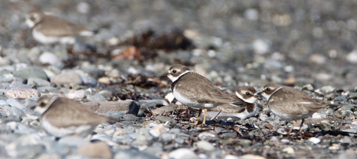 Semipalmated Plover - ML271878111