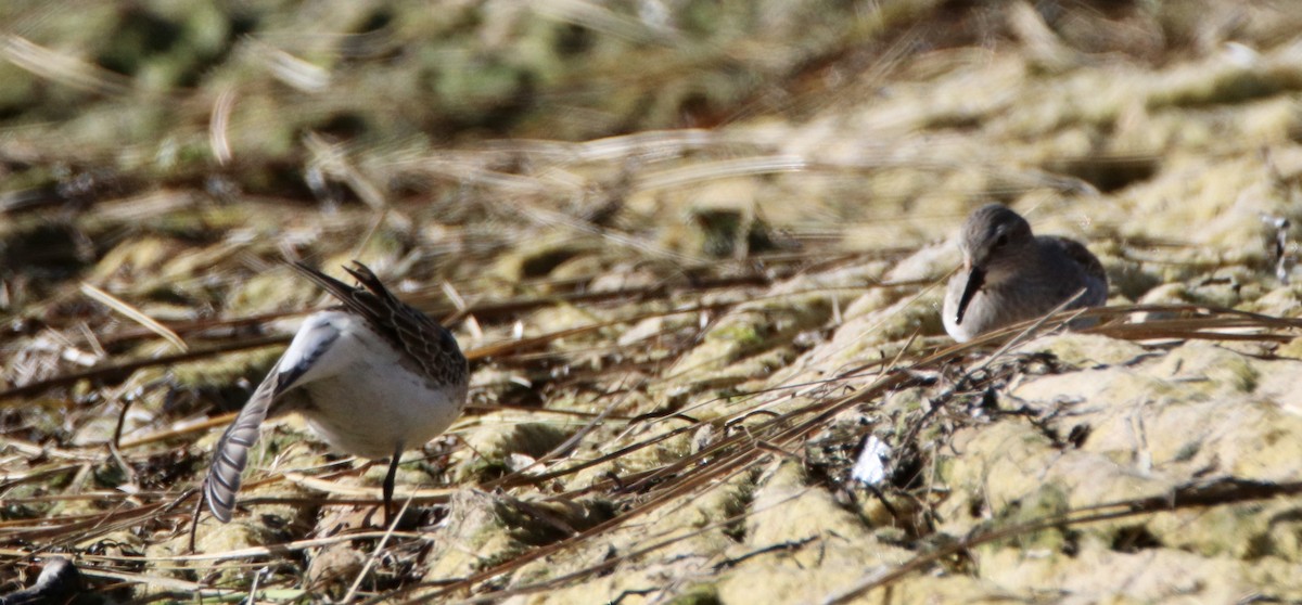 White-rumped Sandpiper - ML271878671