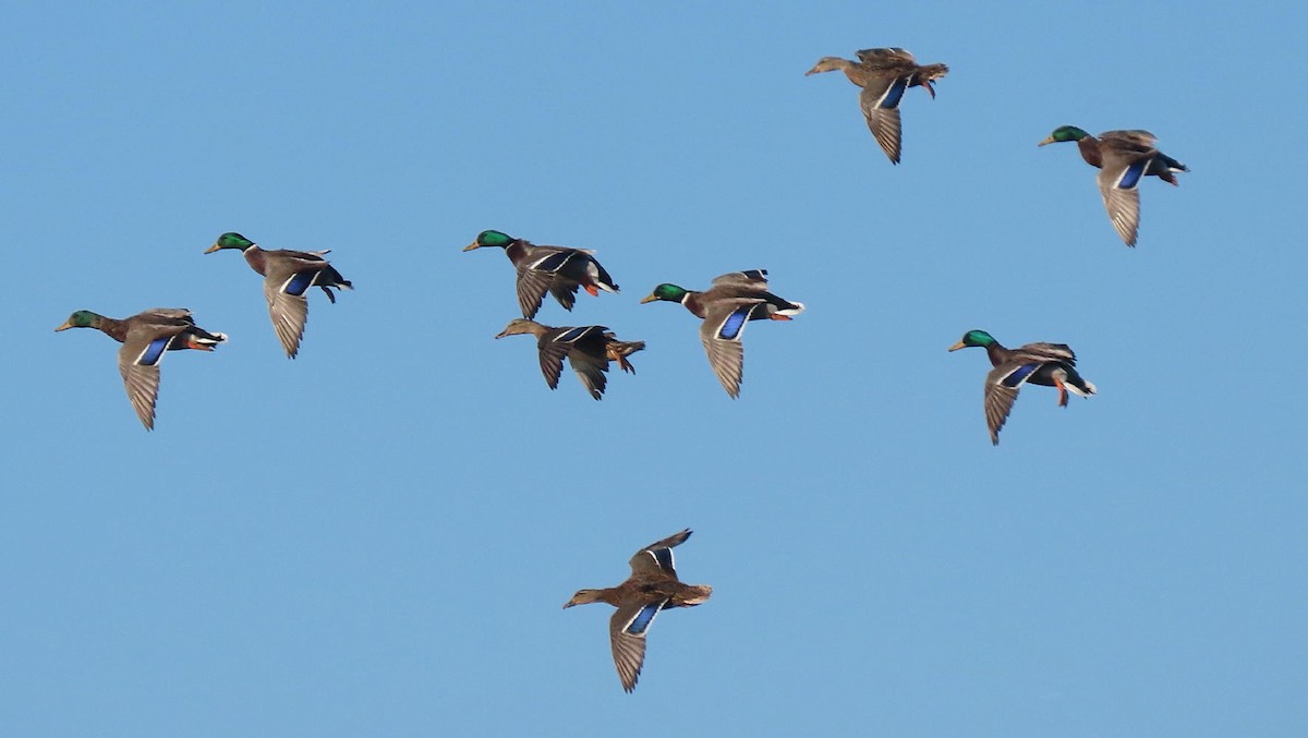 Mallard - David Cooney Jr