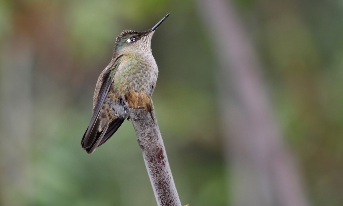 Colibri du Chili - ML271879971