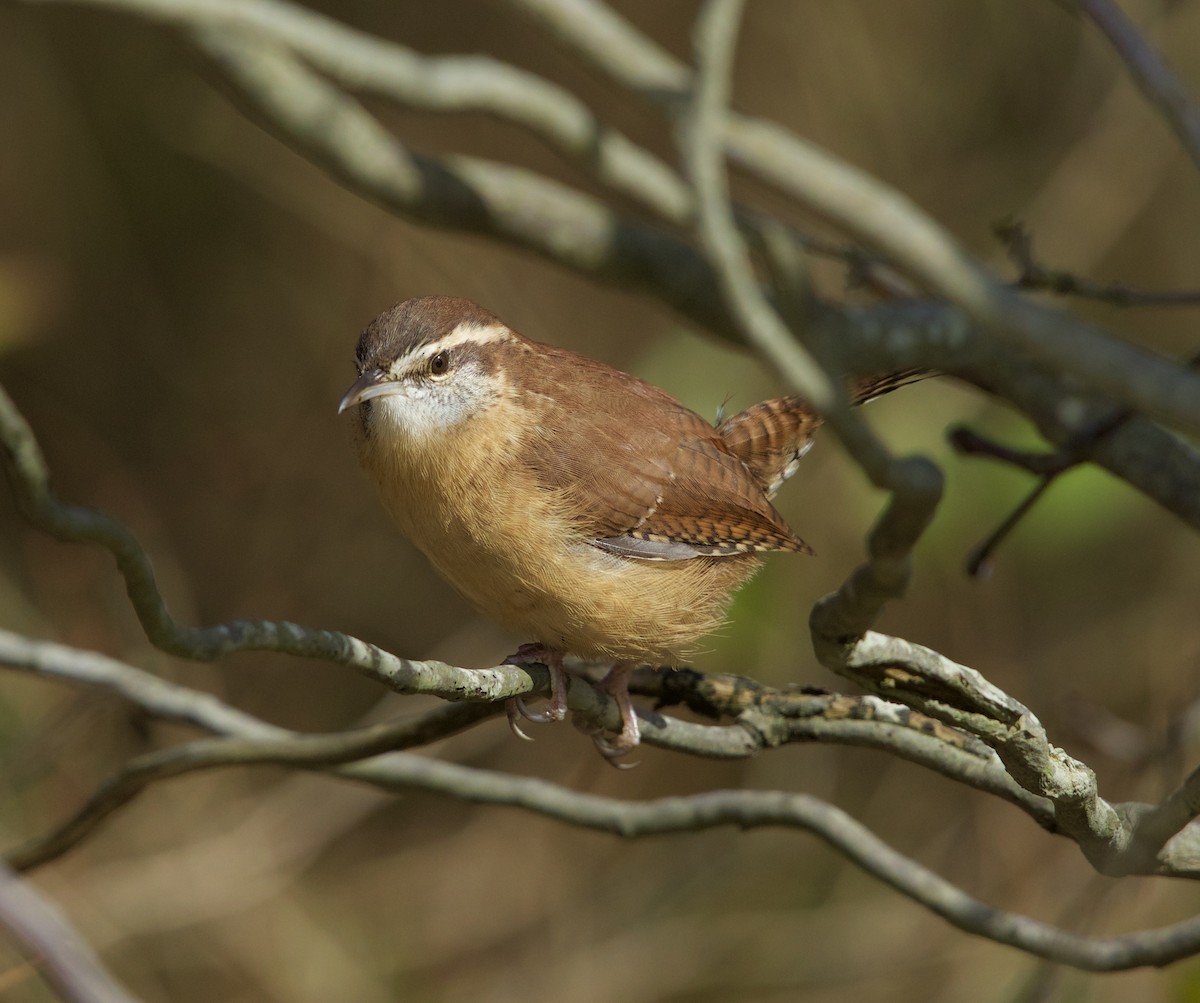 Carolina Wren - ML271880871