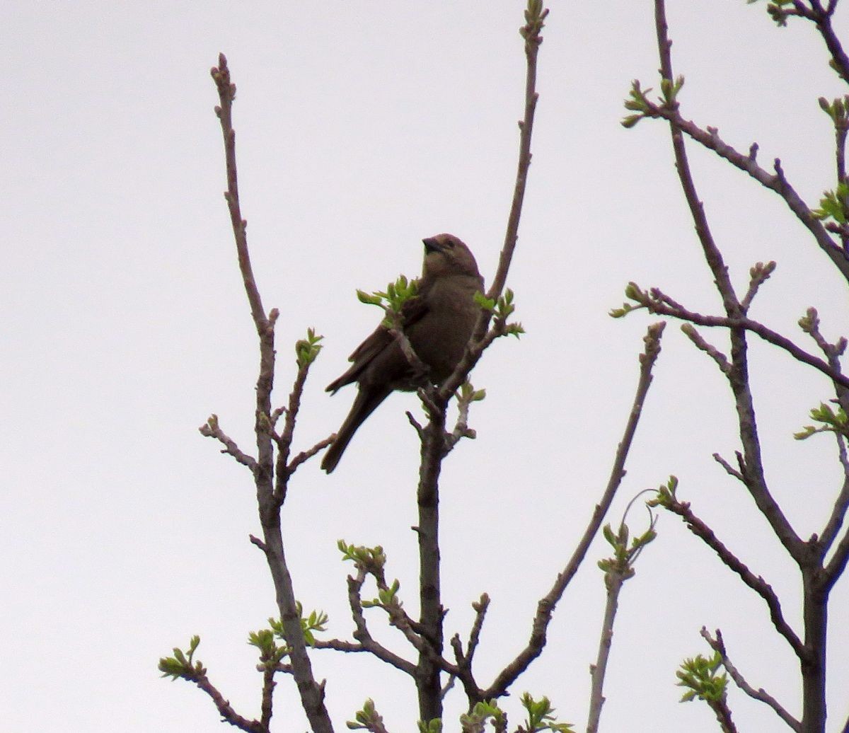 שחרורית חומת-ראש - ML27188141