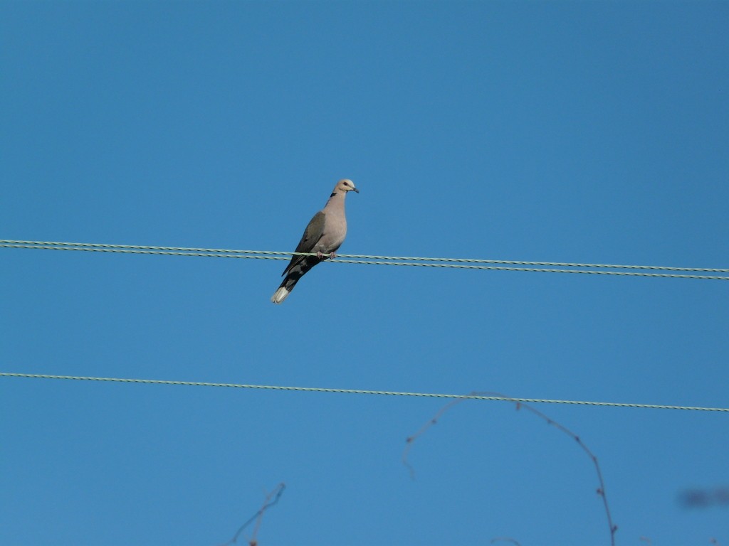 Red-eyed Dove - Simon Tonge