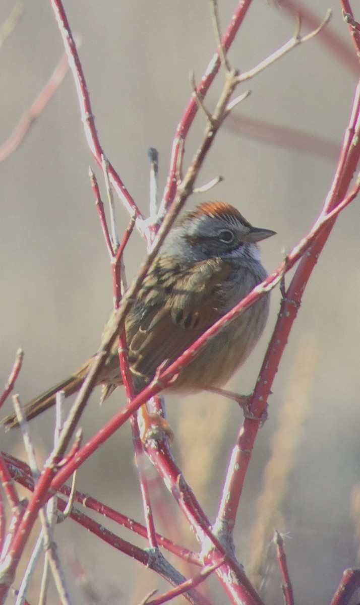 Swamp Sparrow - ML27188271