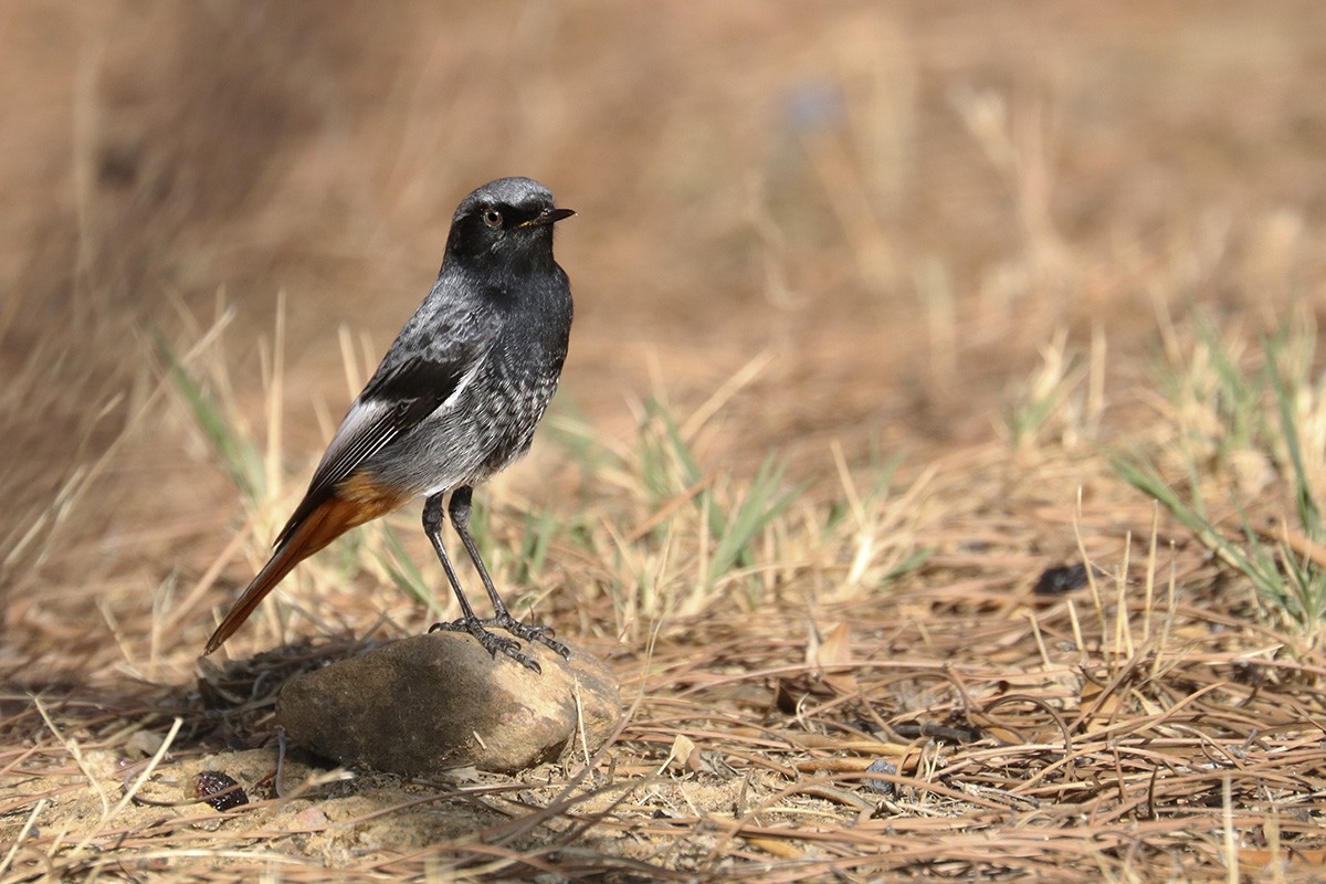 Black Redstart - ML271883071