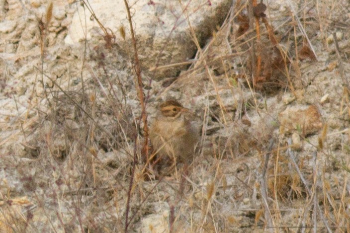 Clay-colored Sparrow - ML271883581