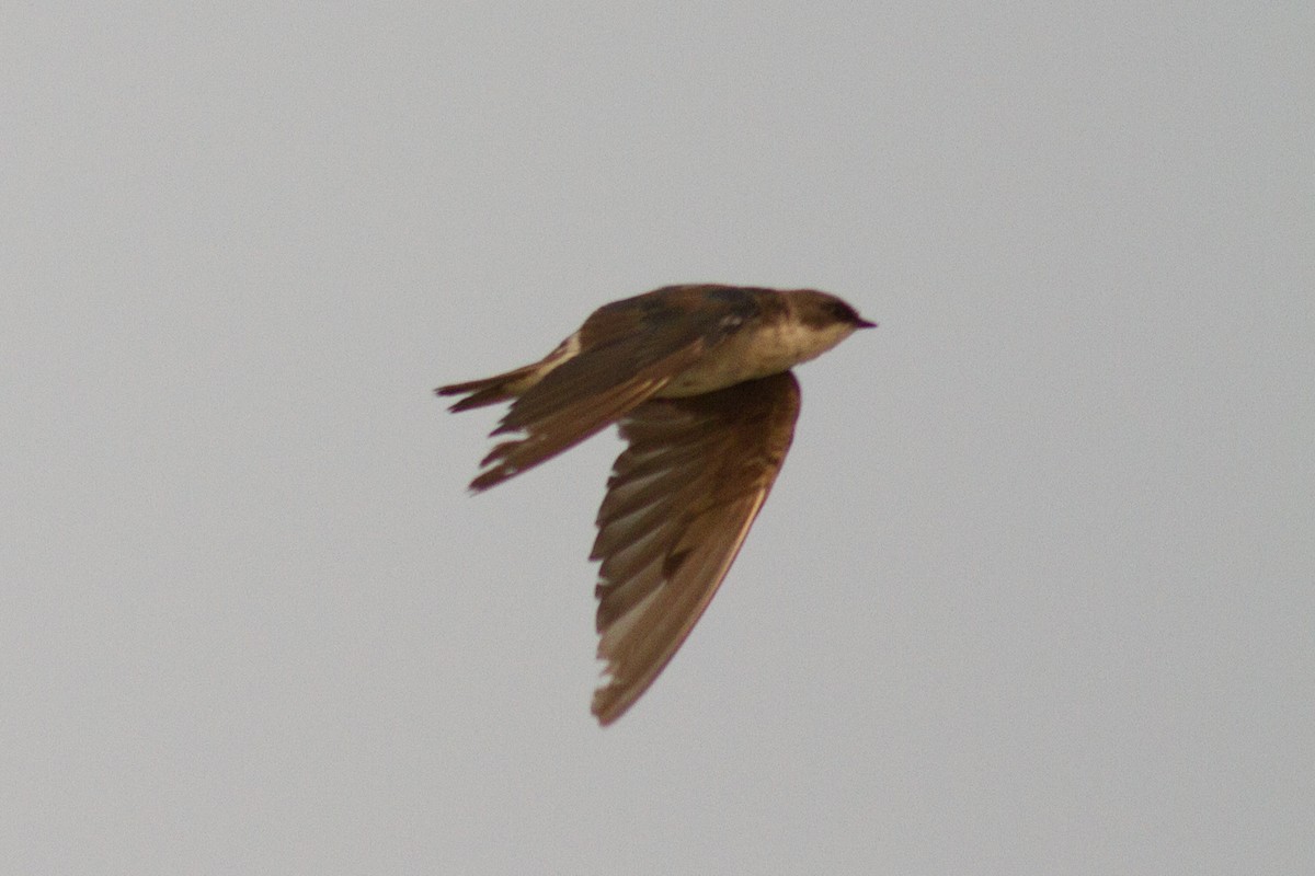 Tree Swallow - ML271883661