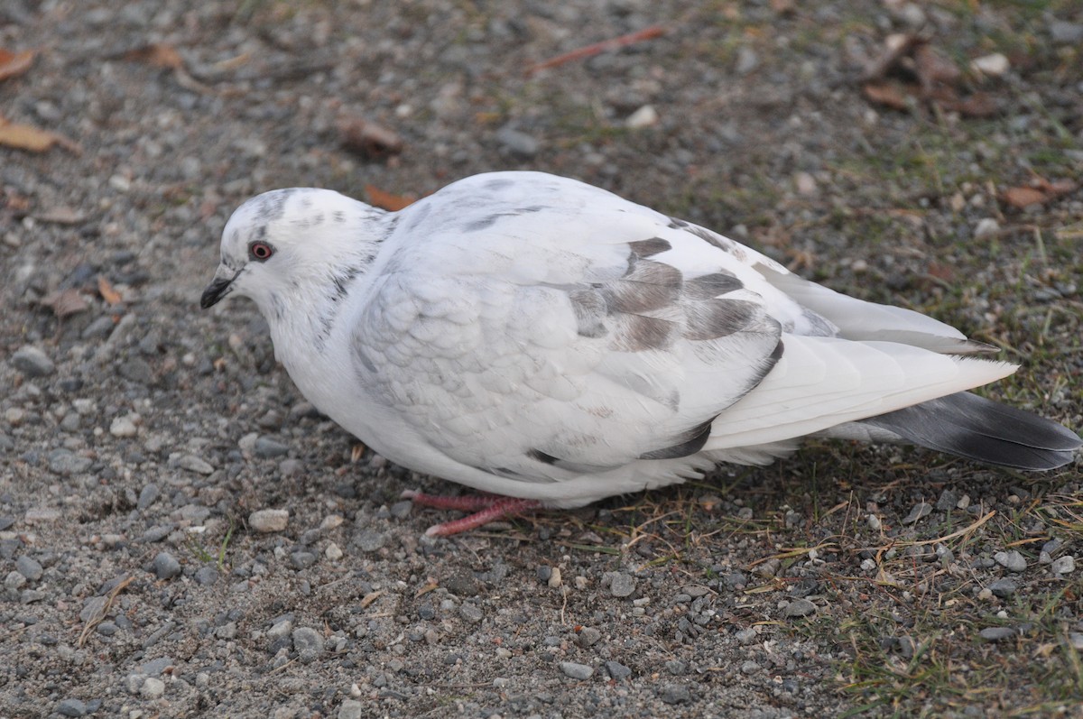 Rock Pigeon (Feral Pigeon) - ML271885981