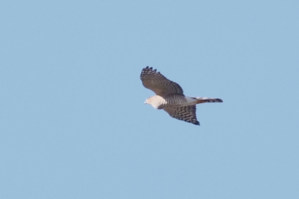 Sharp-shinned Hawk - ML271887651