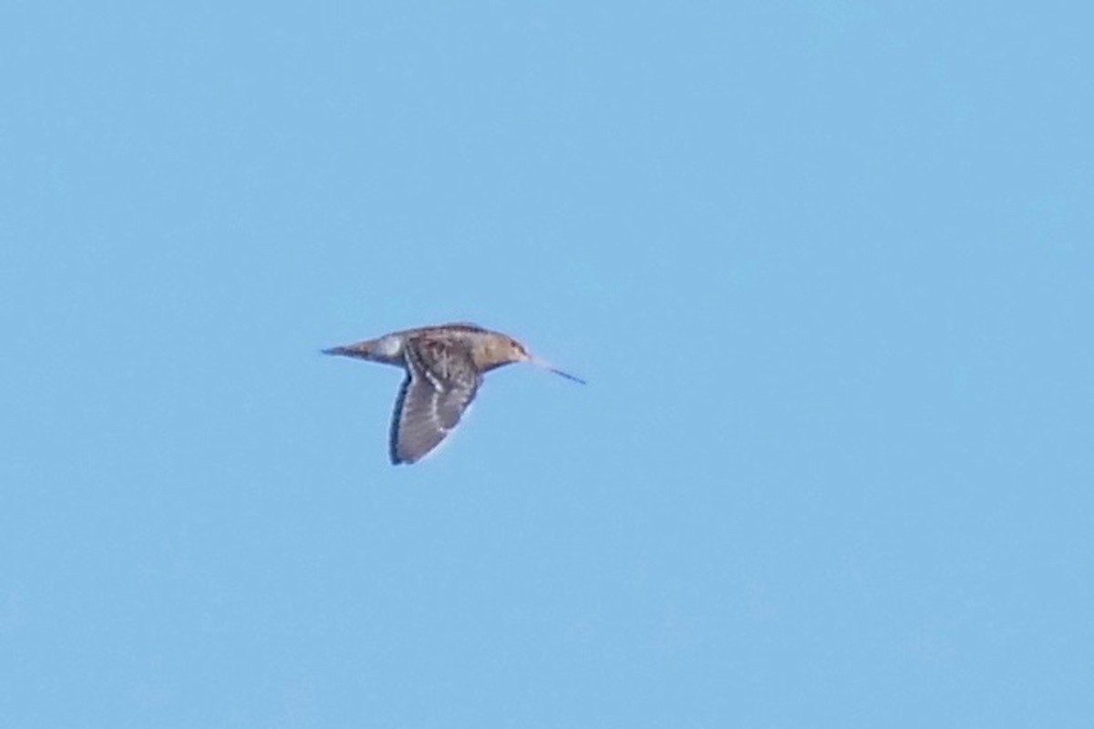 Wilson's Snipe - ML271887731