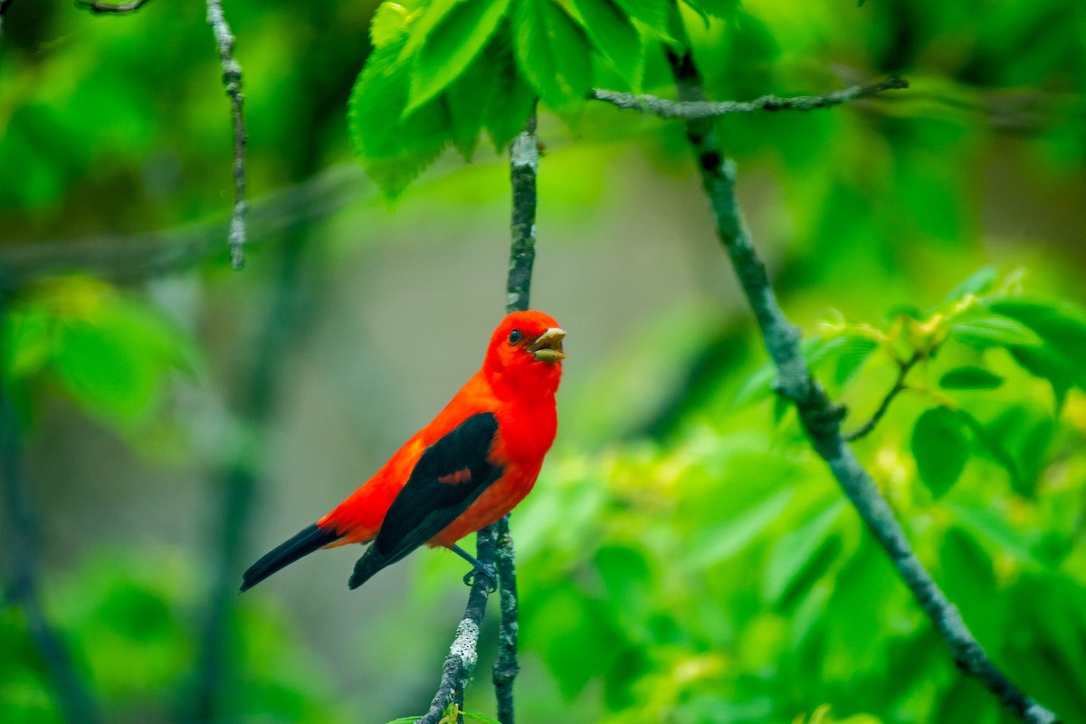 Scarlet Tanager - Argustar Moore II