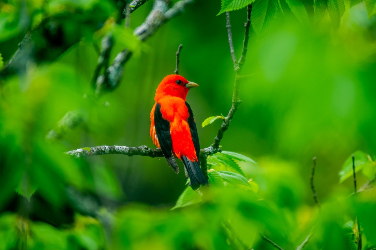 Scarlet Tanager - ML271887831