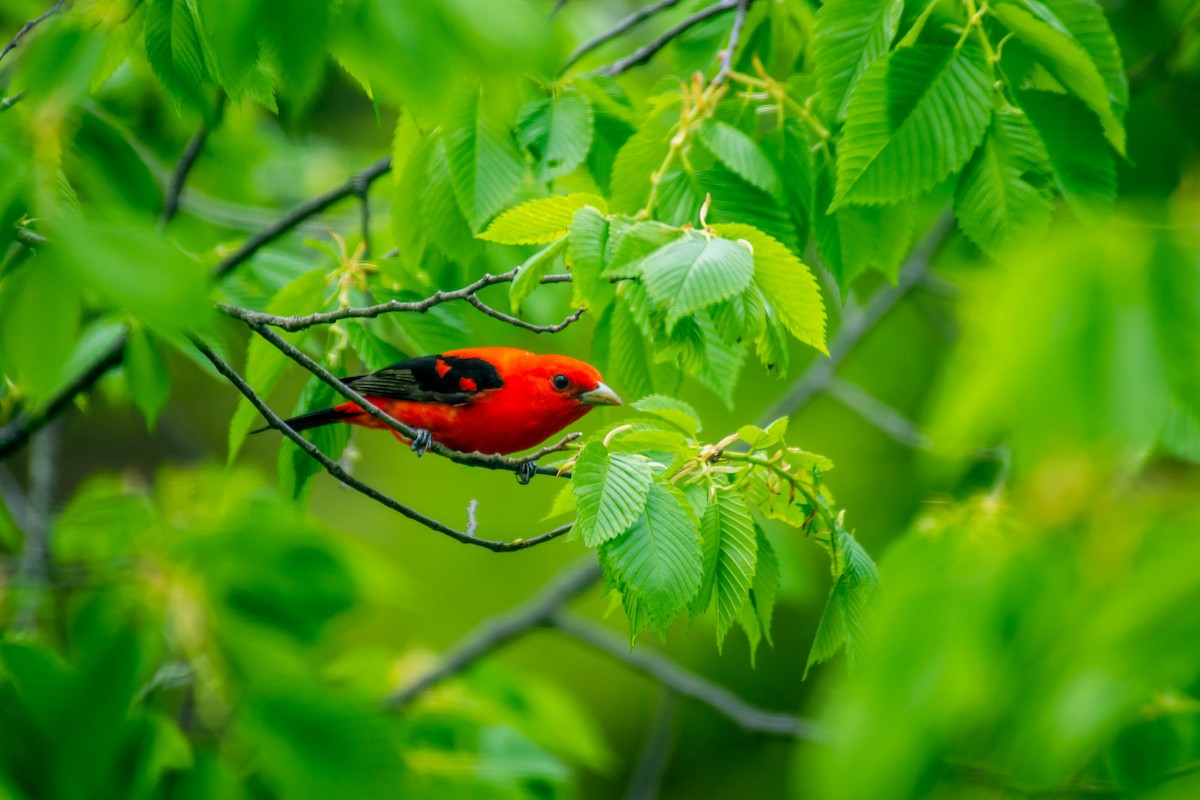 Scarlet Tanager - ML271887841
