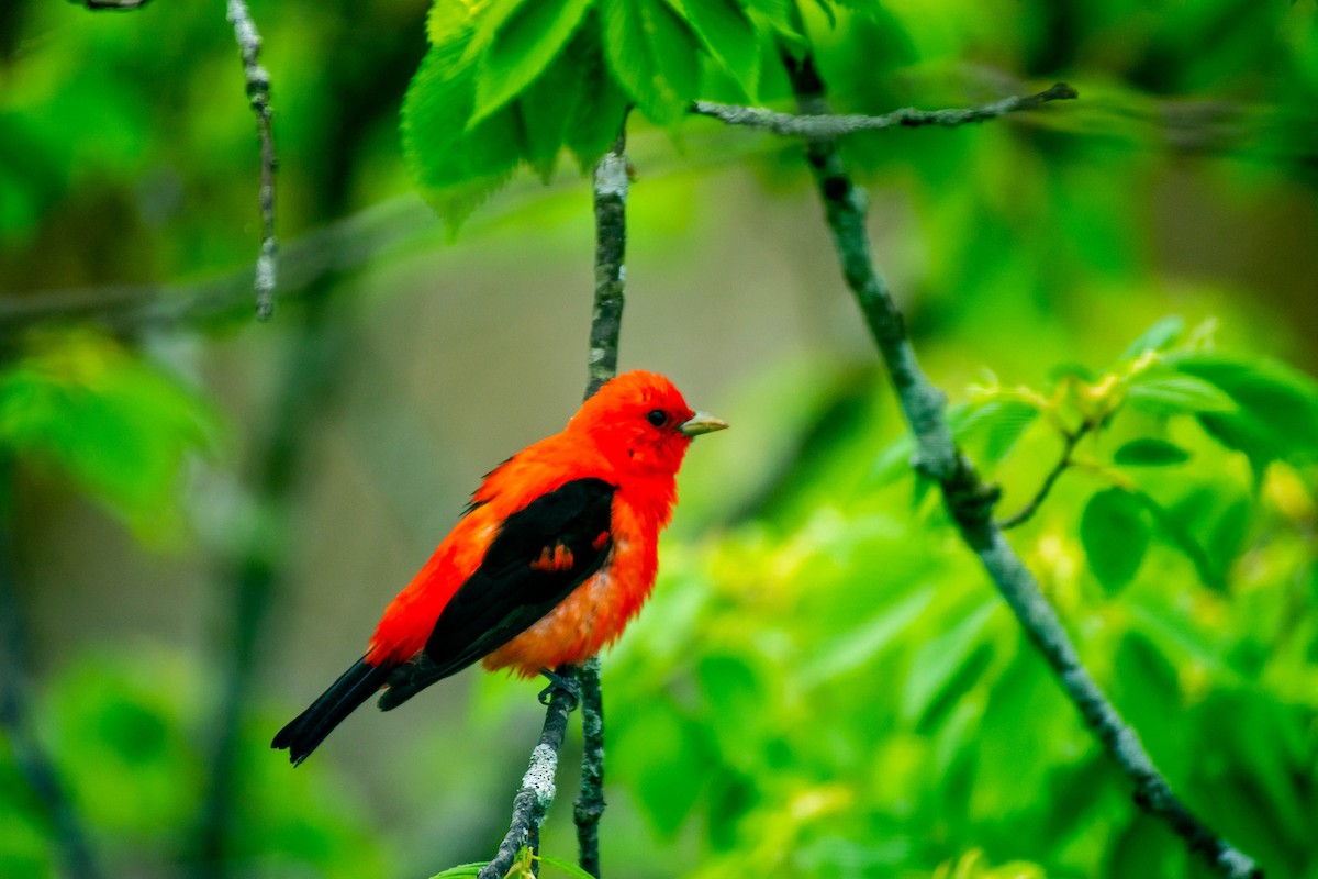 Scarlet Tanager - ML271887851
