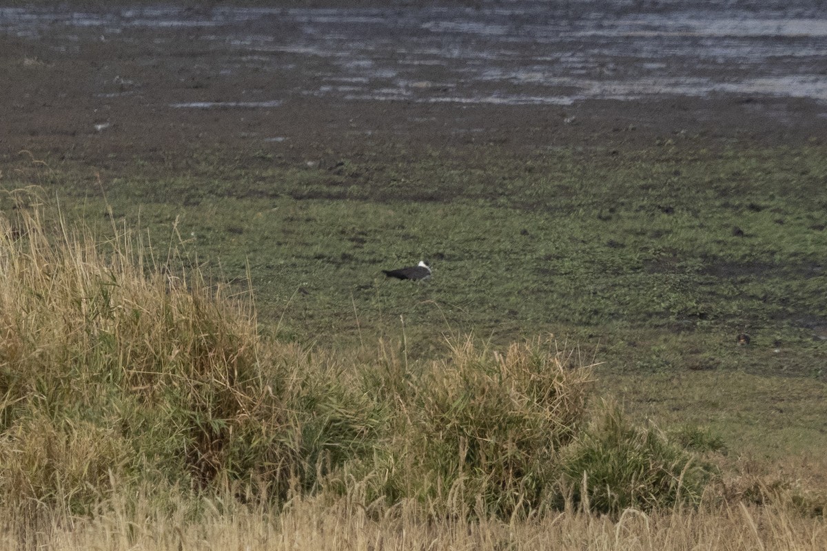 Parasitic Jaeger - ML271888971