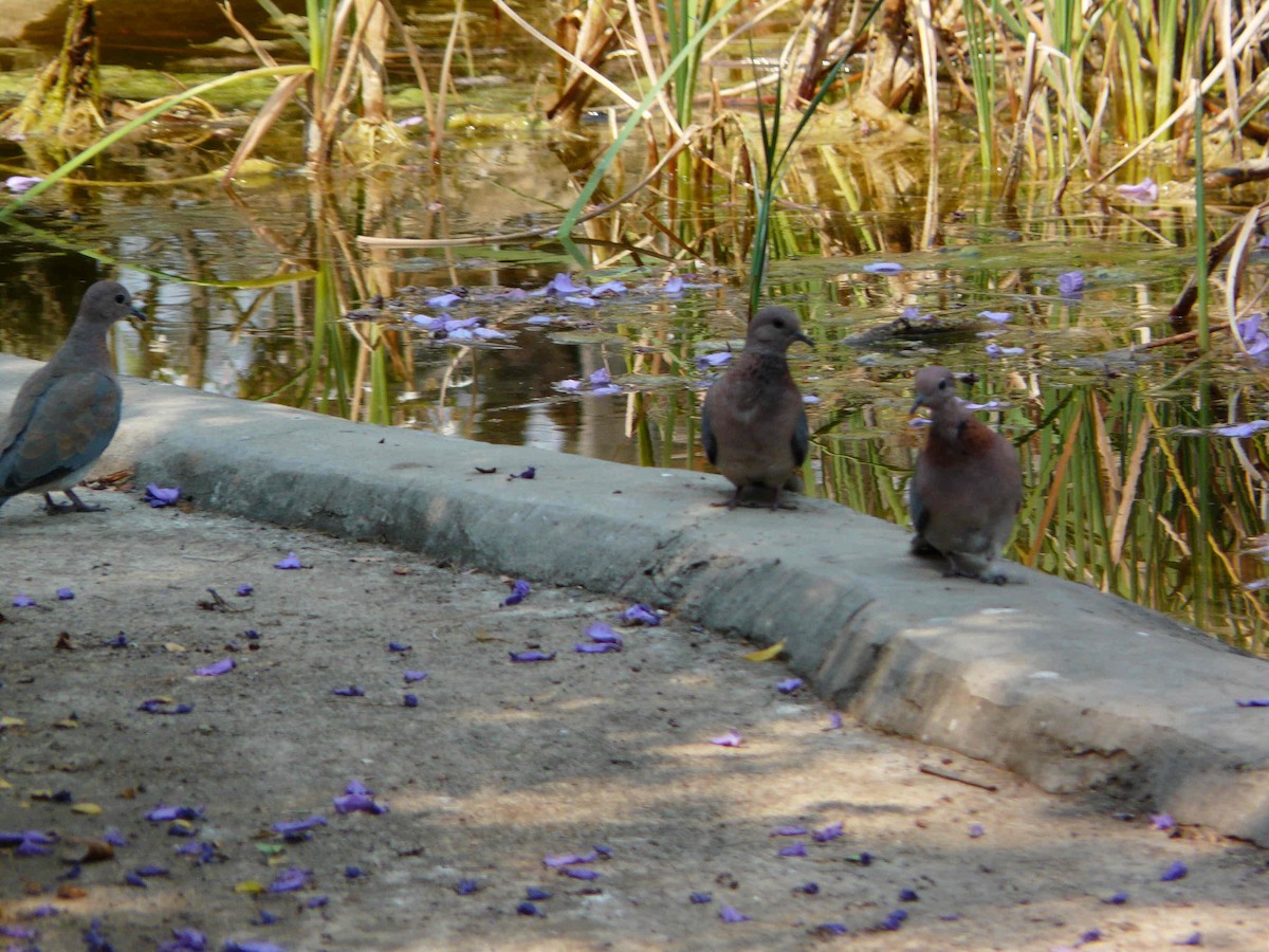 Laughing Dove - ML27188911