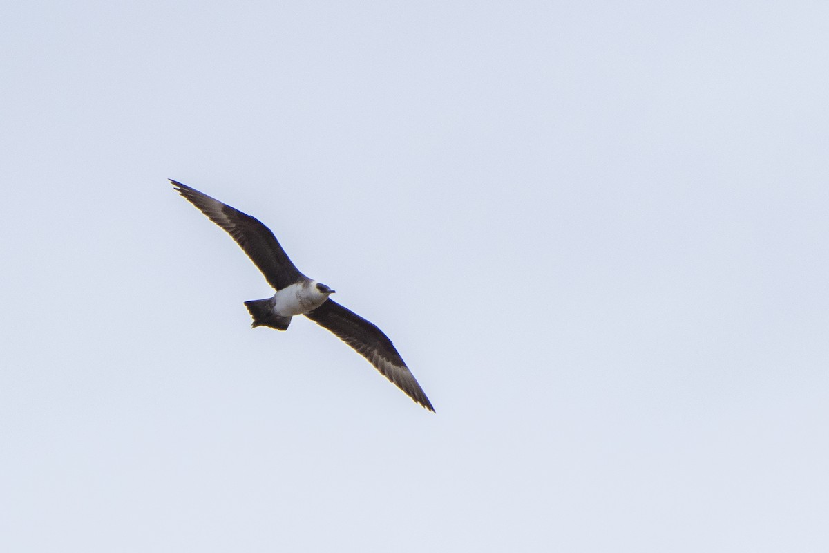 Parasitic Jaeger - ML271889151