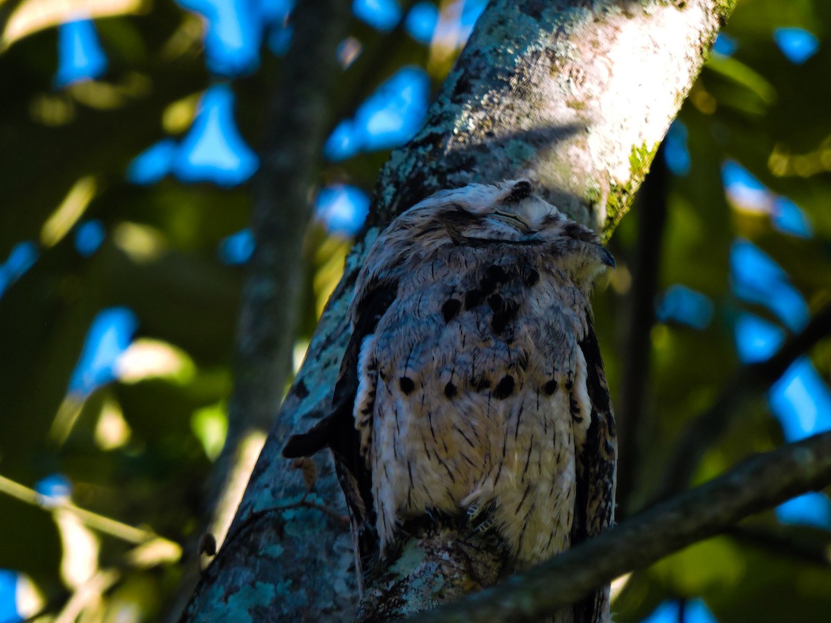 Common Potoo - ML271890591