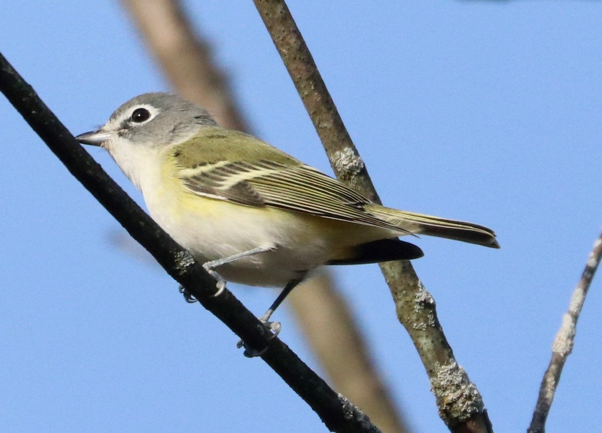 Blue-headed Vireo - Karl Overman