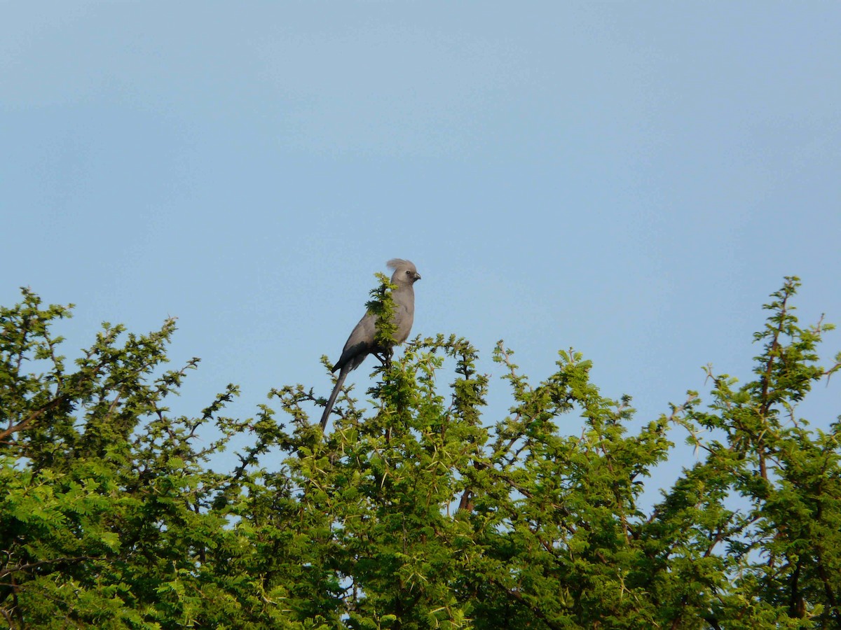 Turaco Unicolor - ML27189091