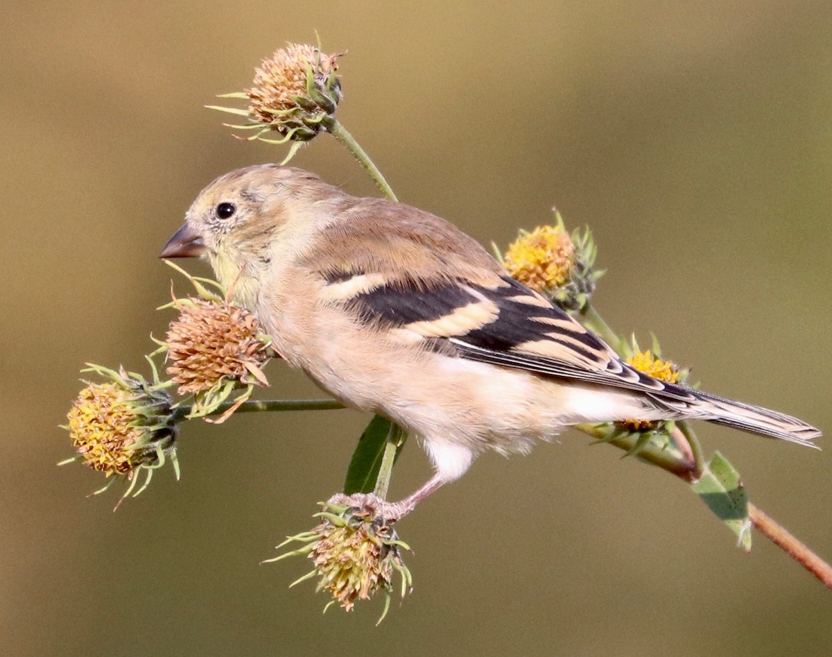 American Goldfinch - ML271891021