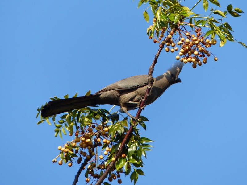 Gray Go-away-bird - ML27189111