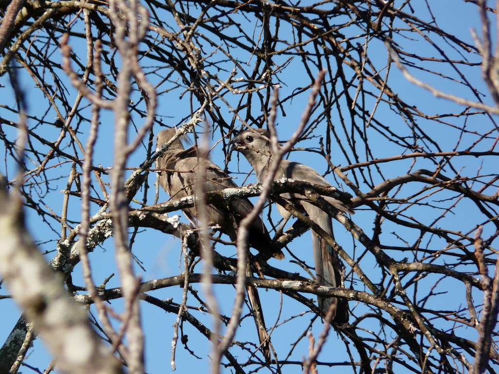 Gray Go-away-bird - ML27189201