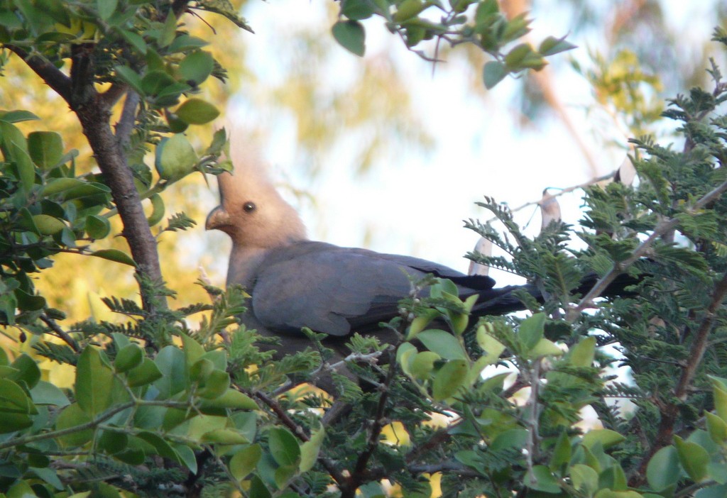 Turaco Unicolor - ML27189301