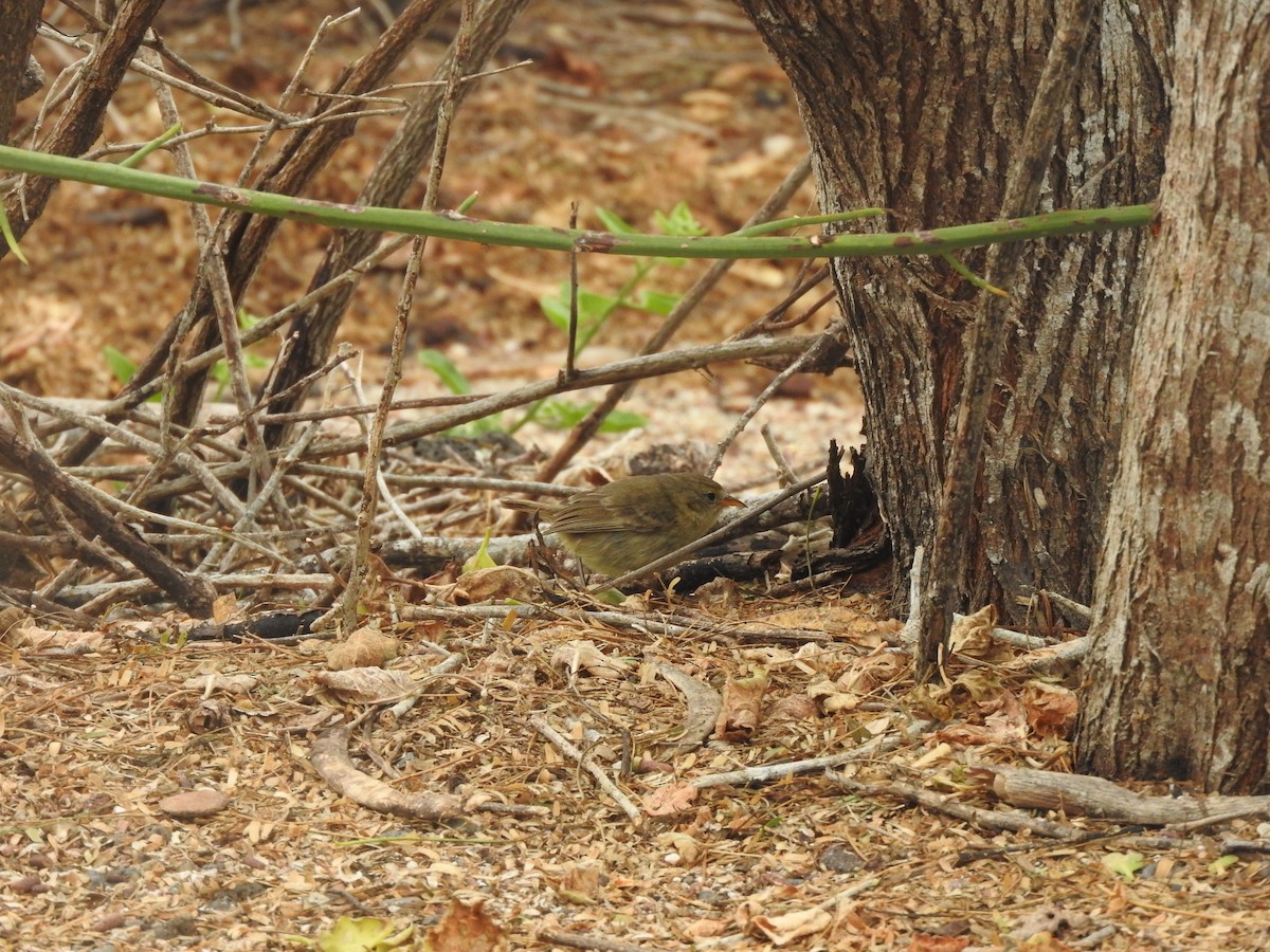 Gray Warbler-Finch - Ana Carrion