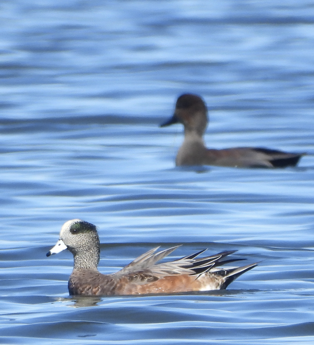 American Wigeon - ML271893921