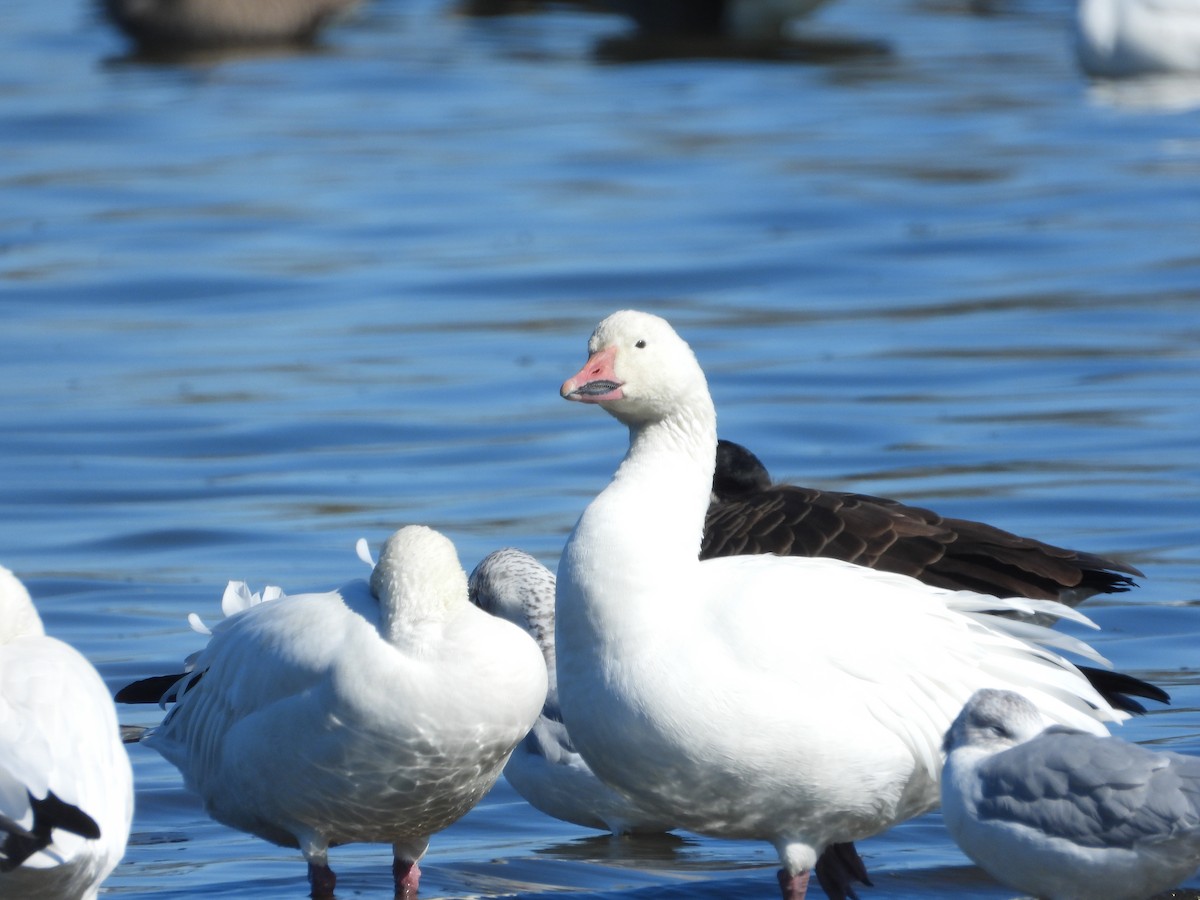 Snow Goose - Fratercula Arctica
