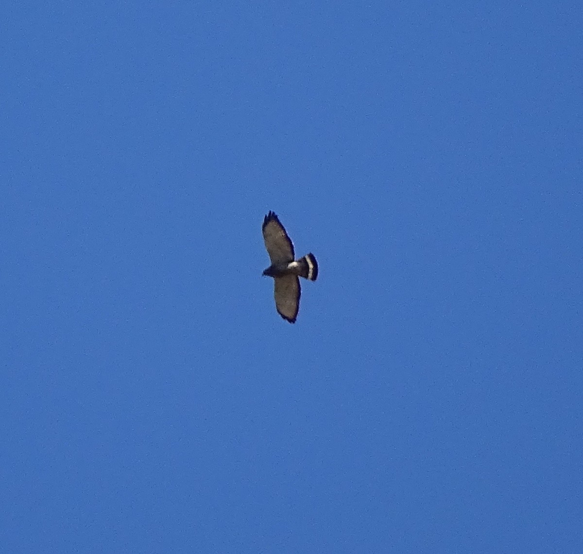 Broad-winged Hawk - ML27189441