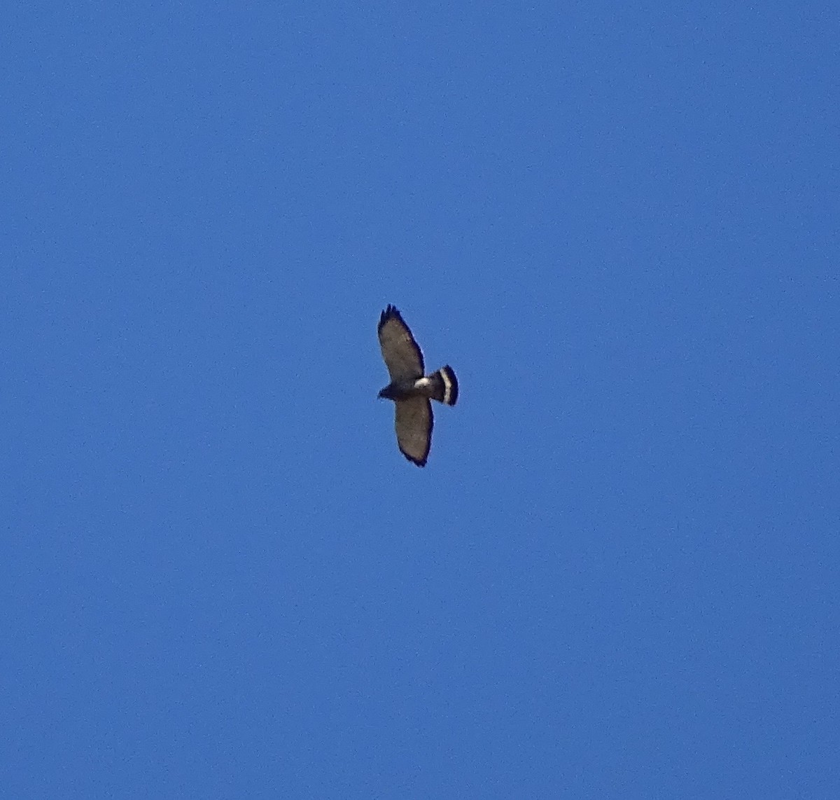 Broad-winged Hawk - ML27189441