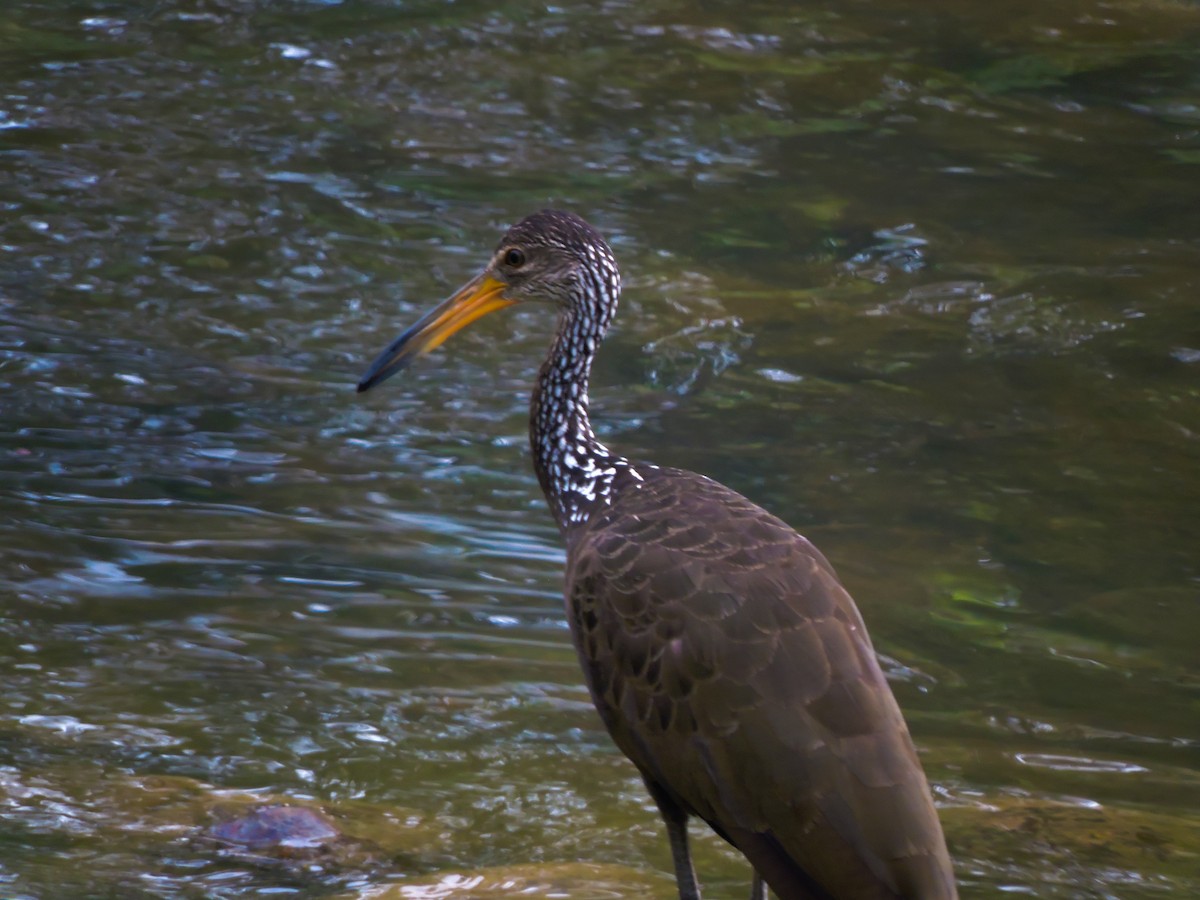 Limpkin - ML271894411