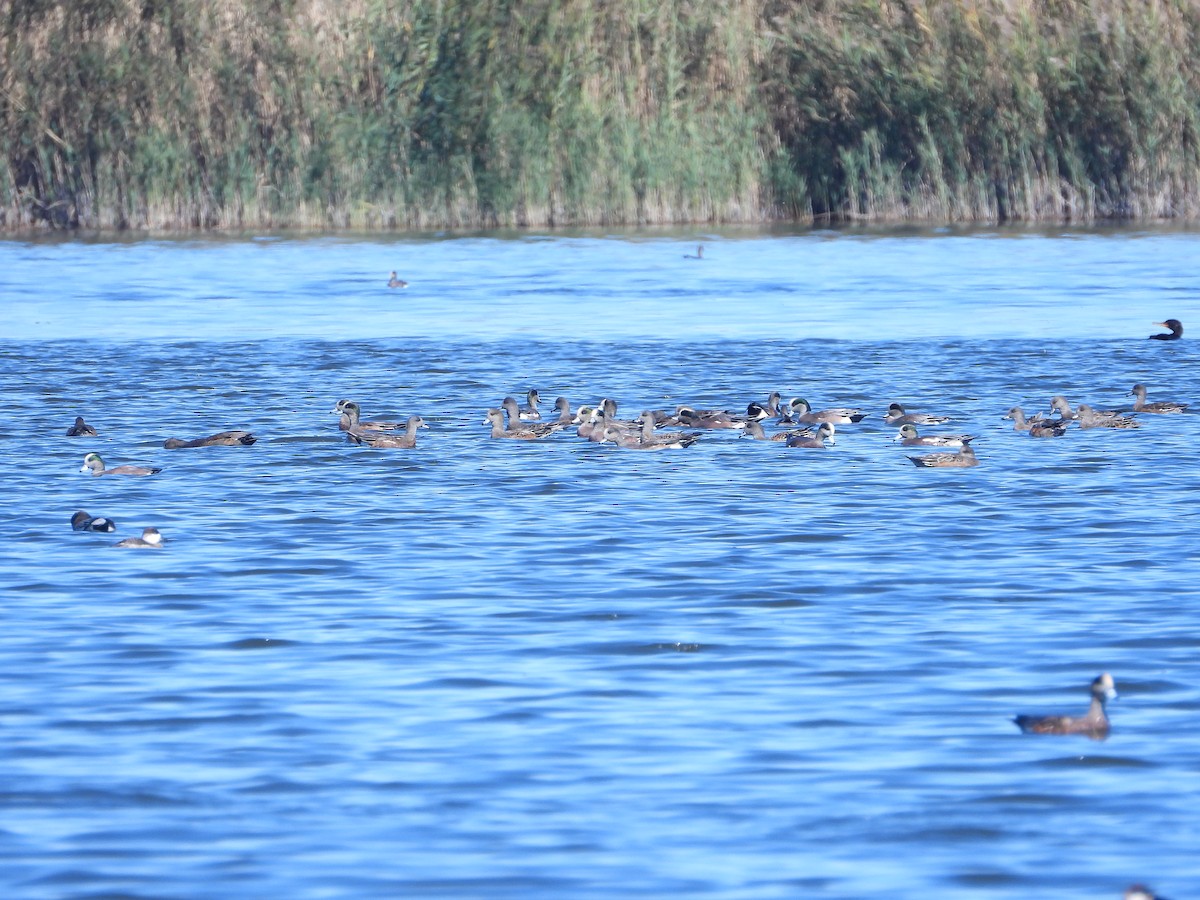 American Wigeon - ML271894601