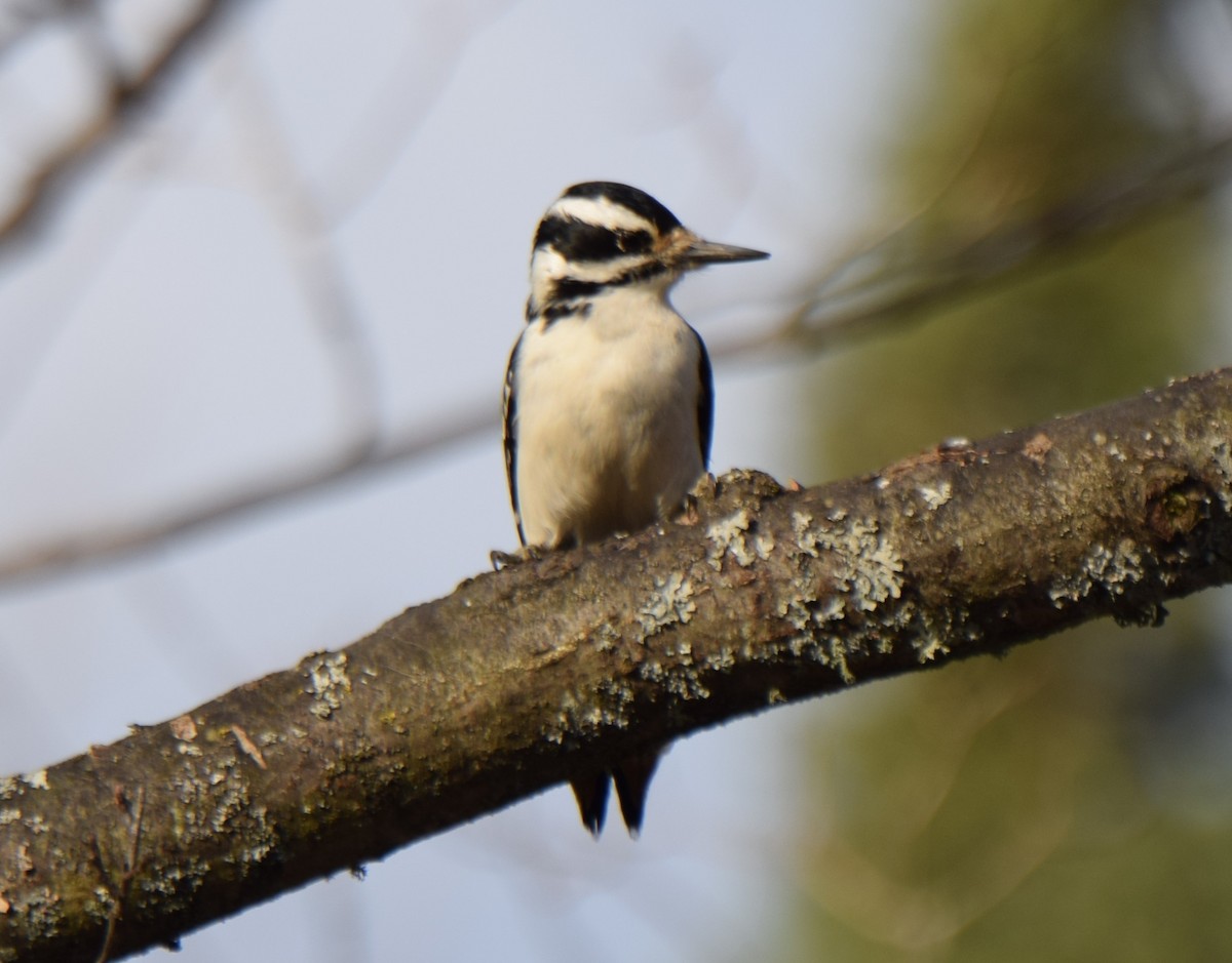 Hairy Woodpecker - ML27189481