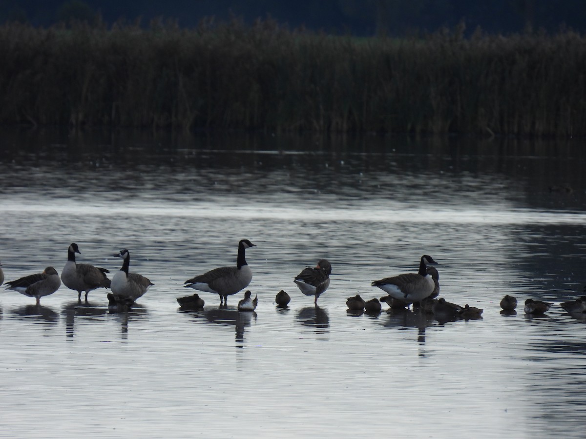 Canada Goose - Joren van Schie