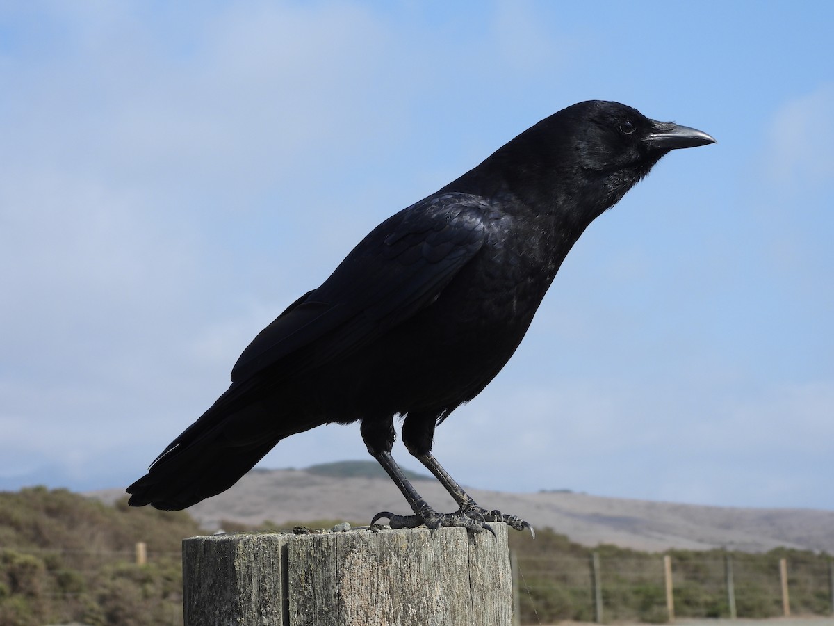 American Crow - ML271895121