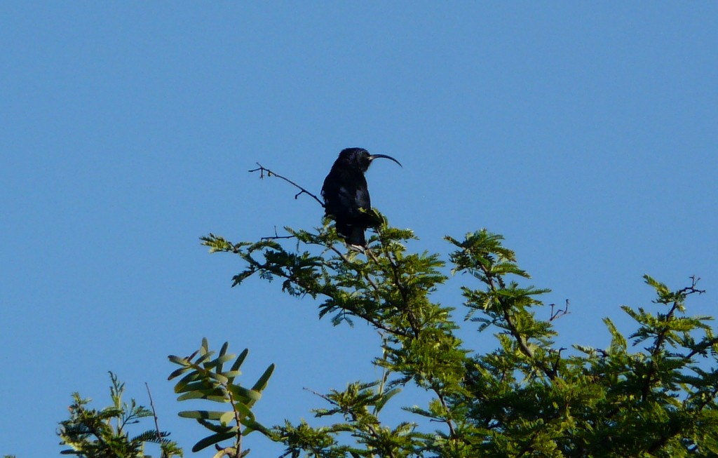 Common Scimitarbill - ML27189601