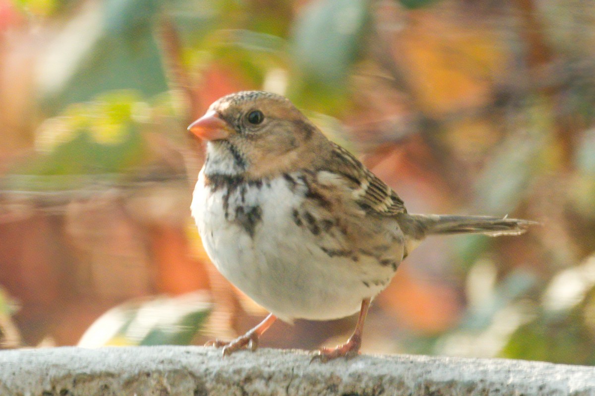 Harris's Sparrow - ML271897711