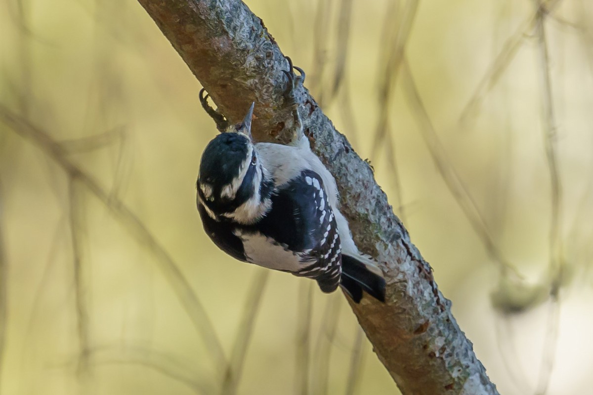 Downy Woodpecker (Pacific) - ML271898421