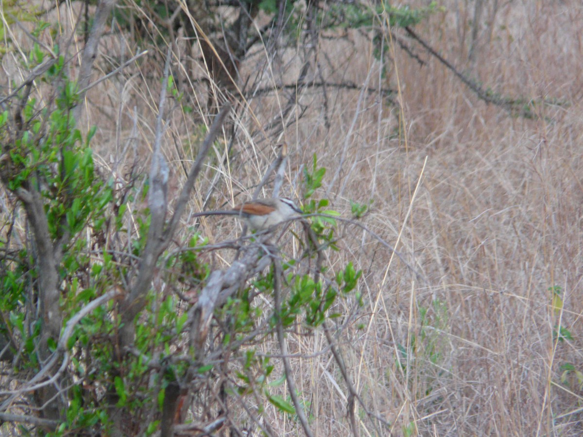 Brown-crowned Tchagra - ML27189861